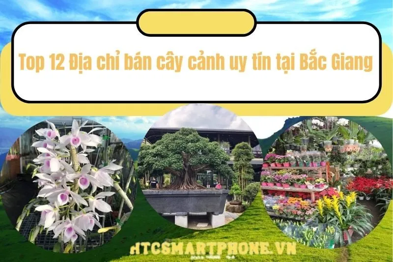 Top 12 Địa chỉ bán cây cảnh uy tín tại Bắc Giang
