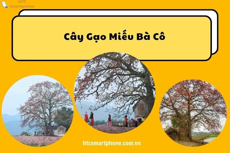 Cây Gạo Miếu Bà Cô