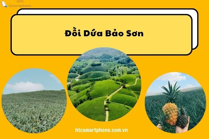 Đồi Dứa Bảo Sơn